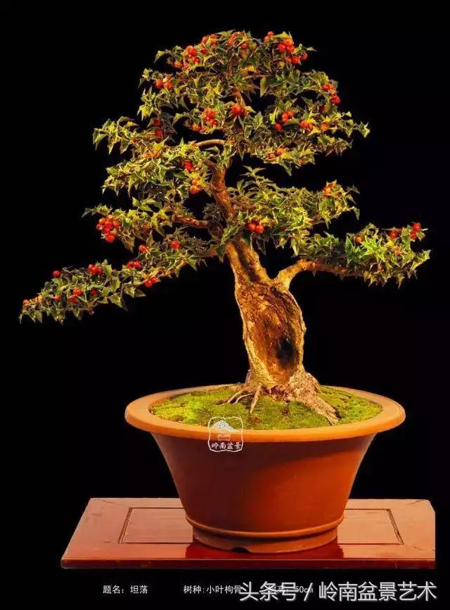 雜木盆景不賤,一樣成就經典!