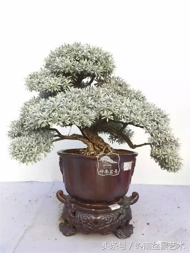 雜木盆景不賤,一樣成就經典!