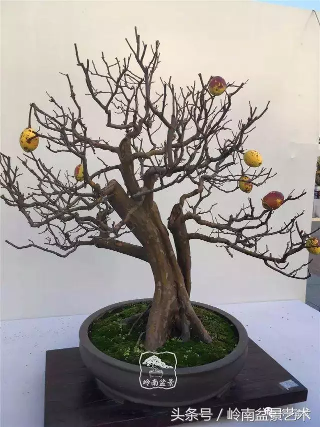 雜木盆景不賤,一樣成就經典!