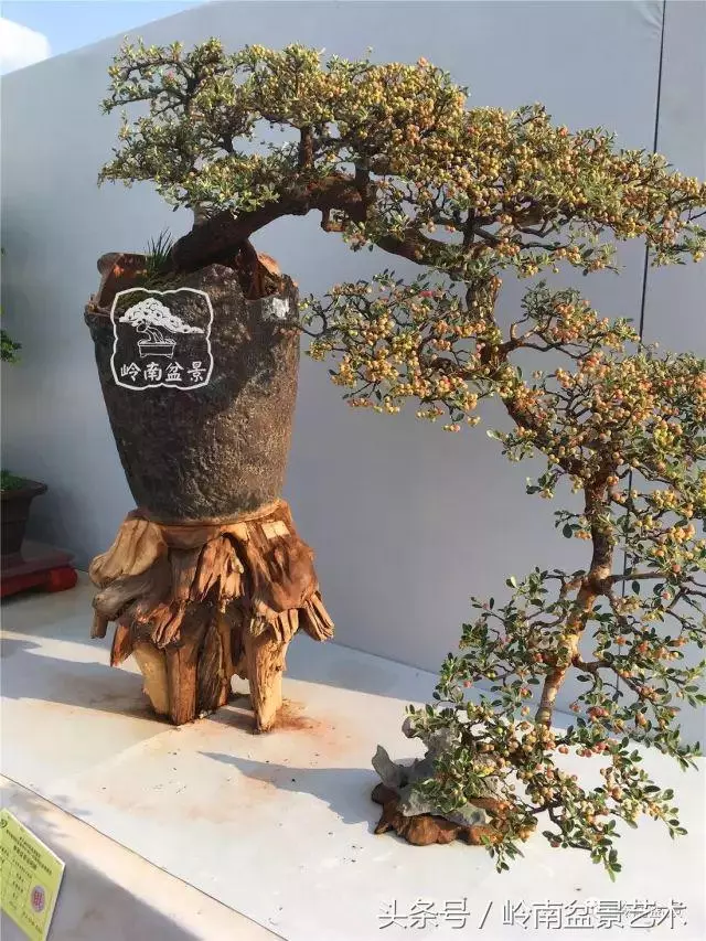 雜木盆景不賤,一樣成就經典!