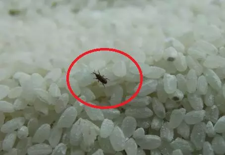 大米生蟲怎麼辦!用這個辦法,不發霉也不生蟲