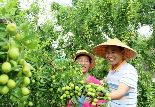 比糖還甜卻是天然養生藥,不僅能抗癌養血管,更是女性的福音!