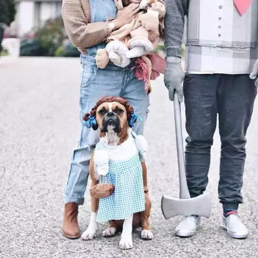 狗狗忽然瘋狂舔你?那是因為它嫉妒了