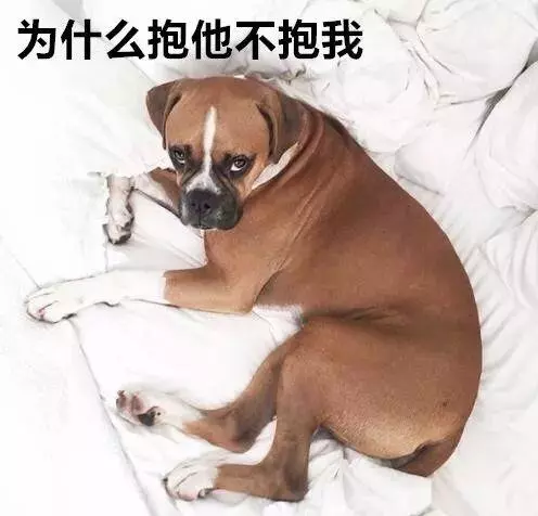 狗狗忽然瘋狂舔你?那是因為它嫉妒了