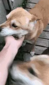 狗狗忽然瘋狂舔你?那是因為它嫉妒了