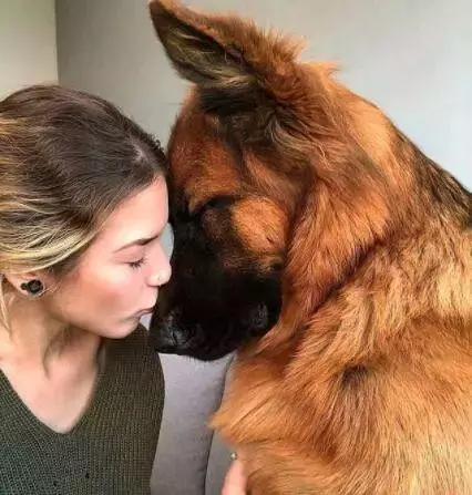 狗狗忽然瘋狂舔你?那是因為它嫉妒了