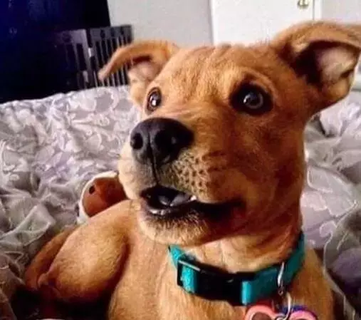 狗狗忽然瘋狂舔你?那是因為它嫉妒了