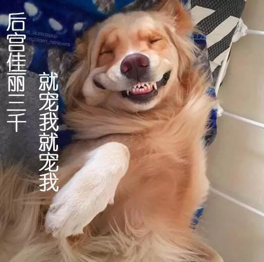 狗狗忽然瘋狂舔你?那是因為它嫉妒了