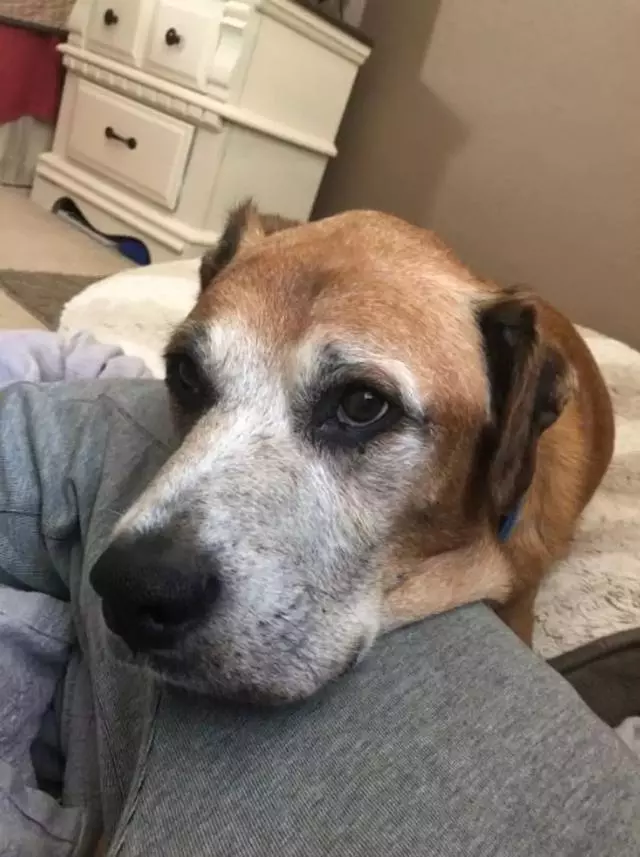 不想讓絕症愛犬留遺憾,主人每天喂它最愛吃的漢堡