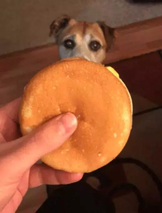 不想讓絕症愛犬留遺憾,主人每天喂它最愛吃的漢堡