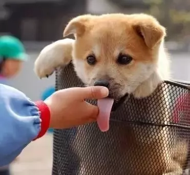 為何狗狗喜歡舔人?原來牠這個動作是想告訴你這些事!