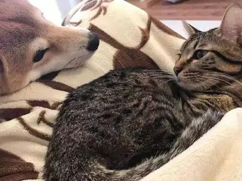 被貓咪壓到胳膊發麻,柴犬依舊不忍抽走,最後的表情說明一切