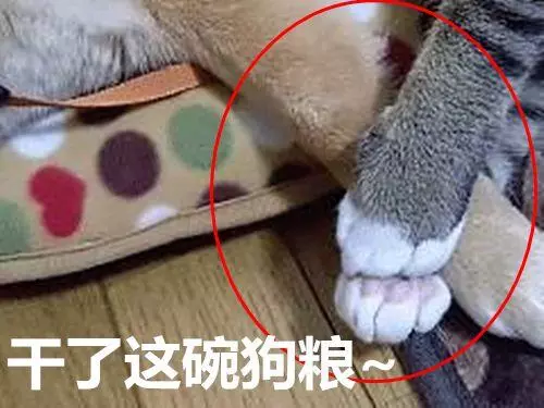 被貓咪壓到胳膊發麻,柴犬依舊不忍抽走,最後的表情說明一切