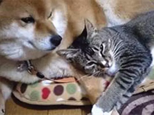 被貓咪壓到胳膊發麻,柴犬依舊不忍抽走,最後的表情說明一切
