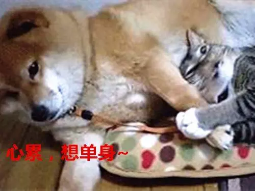 被貓咪壓到胳膊發麻,柴犬依舊不忍抽走,最後的表情說明一切