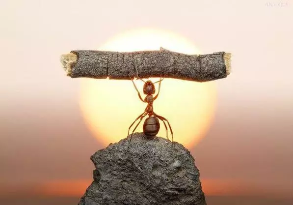 性格測試:陰曆生日尾數,測你最像哪種動物