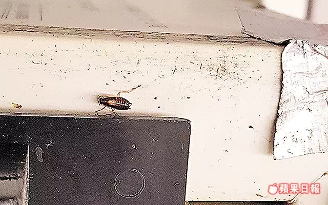 燒烤店全不合格 Honey Pig 燒肉風間出包 民罵:不再去