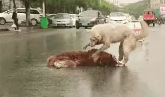 她賣掉了自己的房子,卻讓1000餘只流浪動物擁有了家