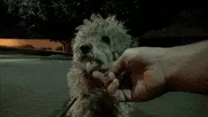 她賣掉了自己的房子,卻讓1000餘只流浪動物擁有了家