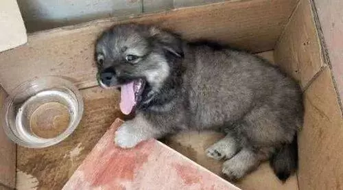 她賣掉了自己的房子,卻讓1000餘只流浪動物擁有了家