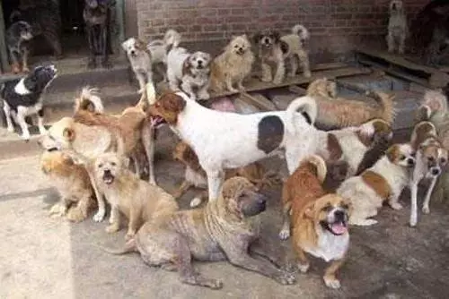 她賣掉了自己的房子,卻讓1000餘只流浪動物擁有了家