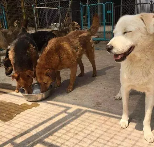 她賣掉了自己的房子,卻讓1000餘只流浪動物擁有了家