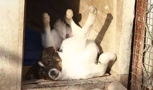 她賣掉了自己的房子,卻讓1000餘只流浪動物擁有了家