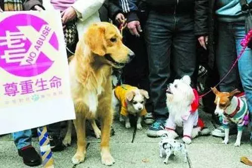她賣掉了自己的房子,卻讓1000餘只流浪動物擁有了家