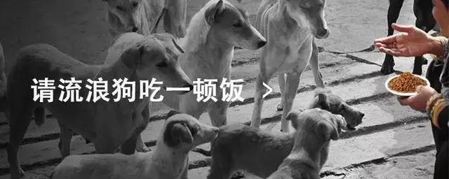 她賣掉了自己的房子,卻讓1000餘只流浪動物擁有了家