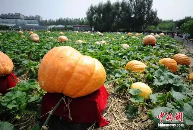 南瓜+豆漿」,能治膝蓋痛?膝關節炎防治方法都在這裡!