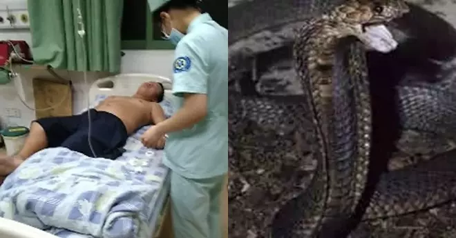 好奇想徒手抓蛇 男子被咬到險喪命