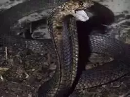 好奇想徒手抓蛇 男子被咬到險喪命