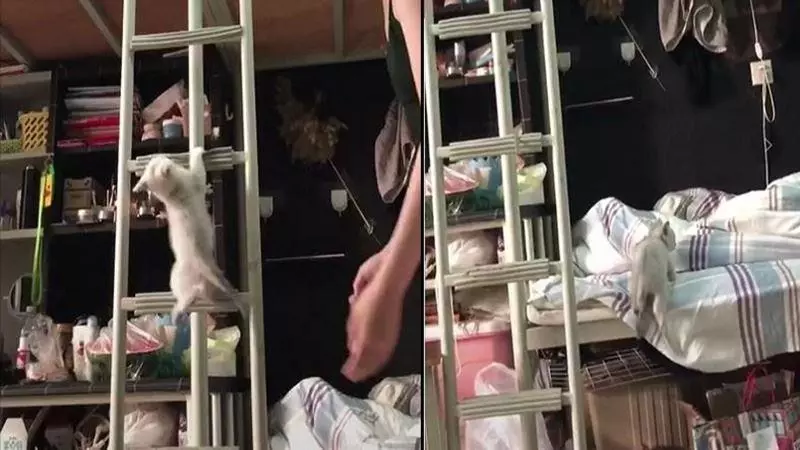 主人抱著喵星人去醫院,結果一路上,路人們看到全都一直笑,主人滿頭問號!到底在笑什麼?