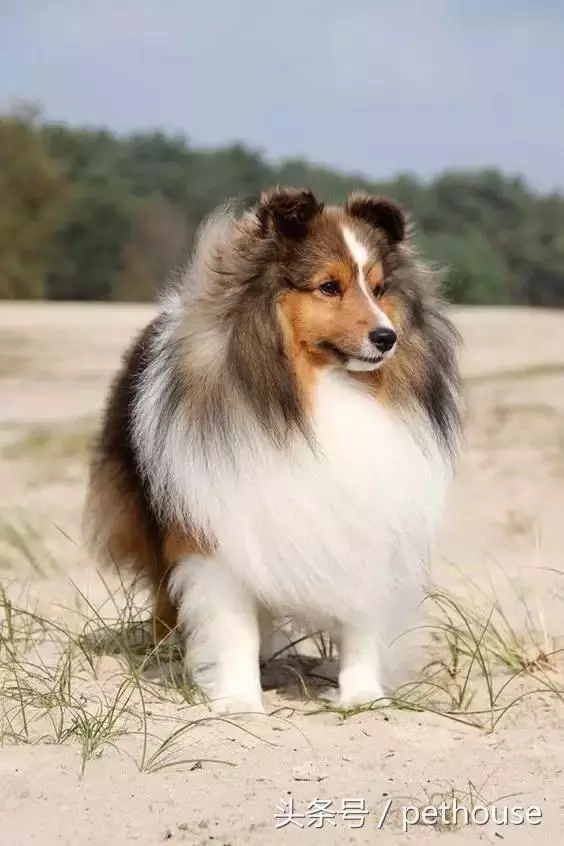 狗狗智商排行榜(帶圖),你家狗狗排第幾?
