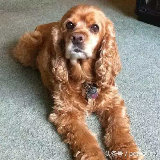 狗狗智商排行榜(帶圖),你家狗狗排第幾?