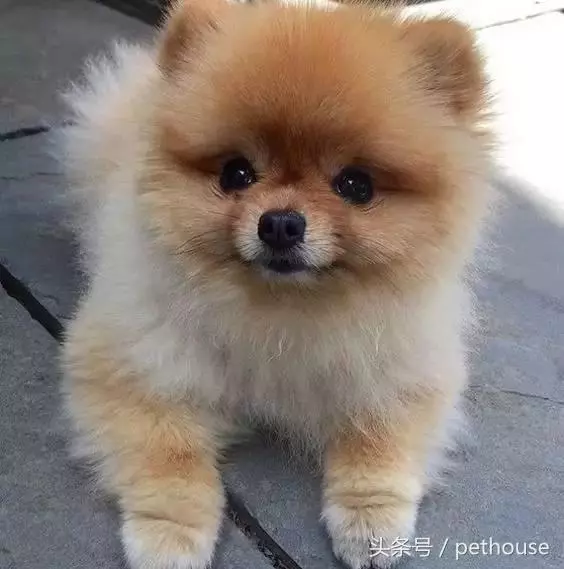 狗狗智商排行榜(帶圖),你家狗狗排第幾?