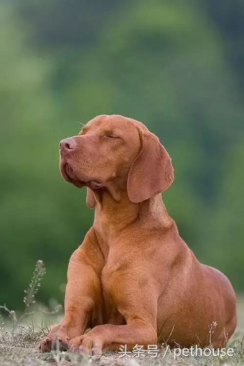 狗狗智商排行榜(帶圖),你家狗狗排第幾?