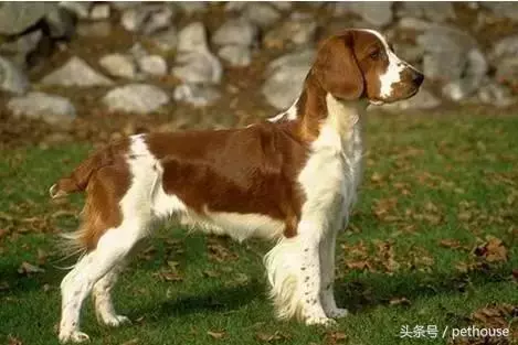 狗狗智商排行榜(帶圖),你家狗狗排第幾?