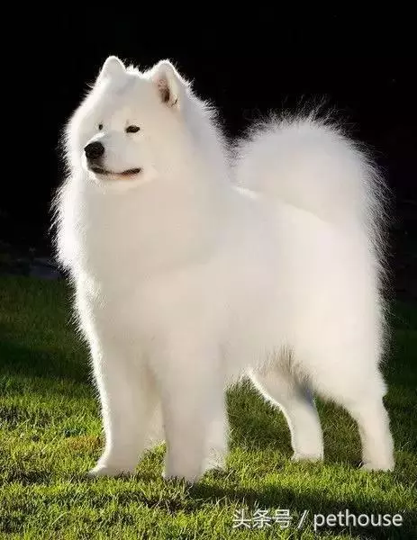 狗狗智商排行榜(帶圖),你家狗狗排第幾?