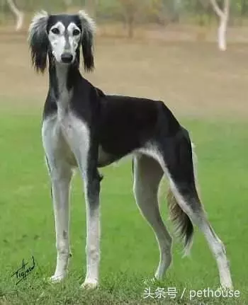 狗狗智商排行榜(帶圖),你家狗狗排第幾?