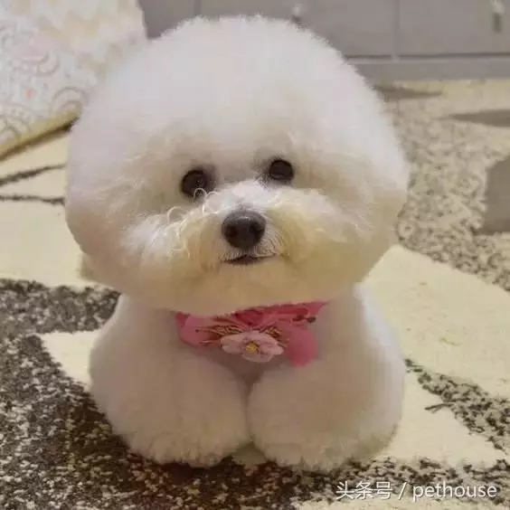 狗狗智商排行榜(帶圖),你家狗狗排第幾?
