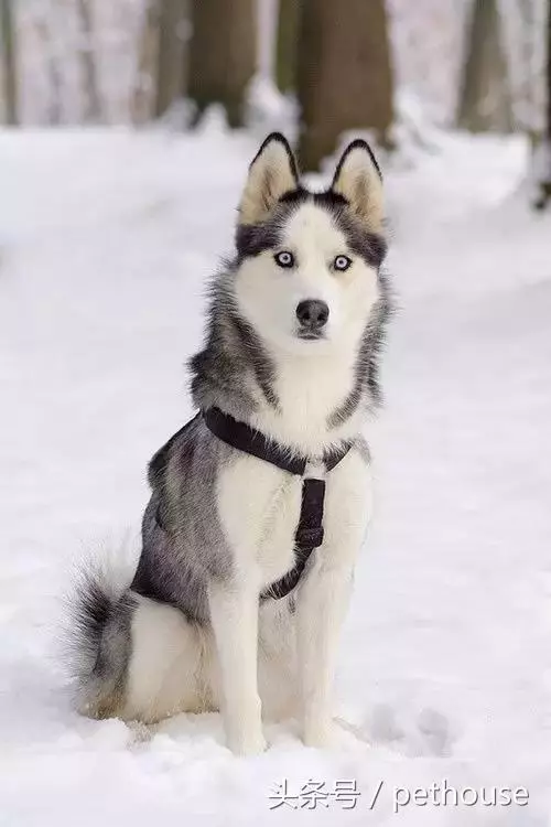 狗狗智商排行榜(帶圖),你家狗狗排第幾?