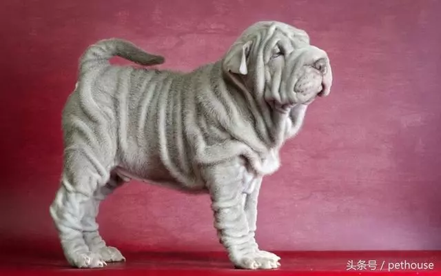 狗狗智商排行榜(帶圖),你家狗狗排第幾?