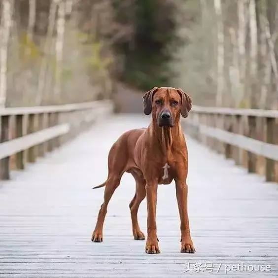 狗狗智商排行榜(帶圖),你家狗狗排第幾?