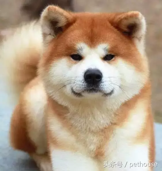 狗狗智商排行榜(帶圖),你家狗狗排第幾?
