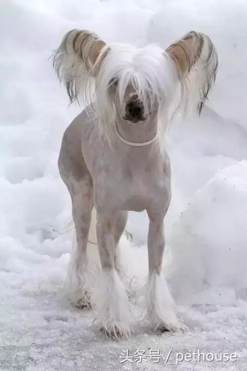 狗狗智商排行榜(帶圖),你家狗狗排第幾?