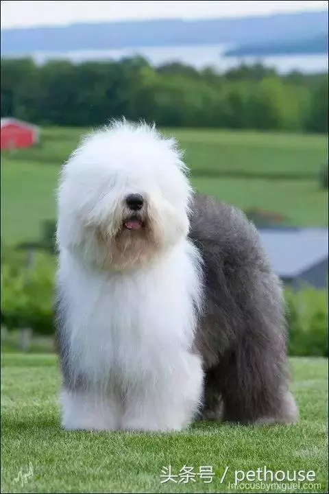 狗狗智商排行榜(帶圖),你家狗狗排第幾?