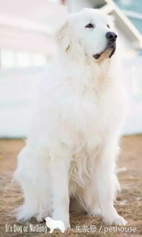 狗狗智商排行榜(帶圖),你家狗狗排第幾?