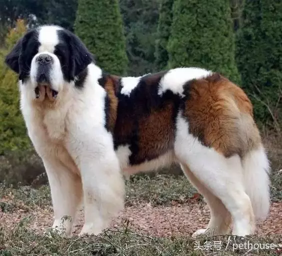 狗狗智商排行榜(帶圖),你家狗狗排第幾?