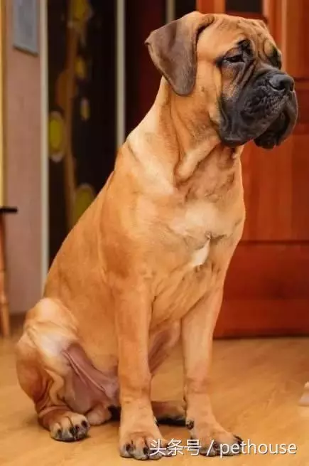 狗狗智商排行榜(帶圖),你家狗狗排第幾?